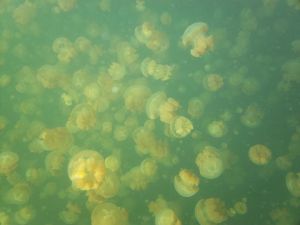 Jellyfish Lake, taken by our friend Joey, December 2013