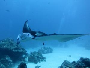 Manta ray at the German Channel cleaning station, taken by our friend Keith on a dive this spring